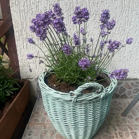 Mazurskidom Zapiecek *