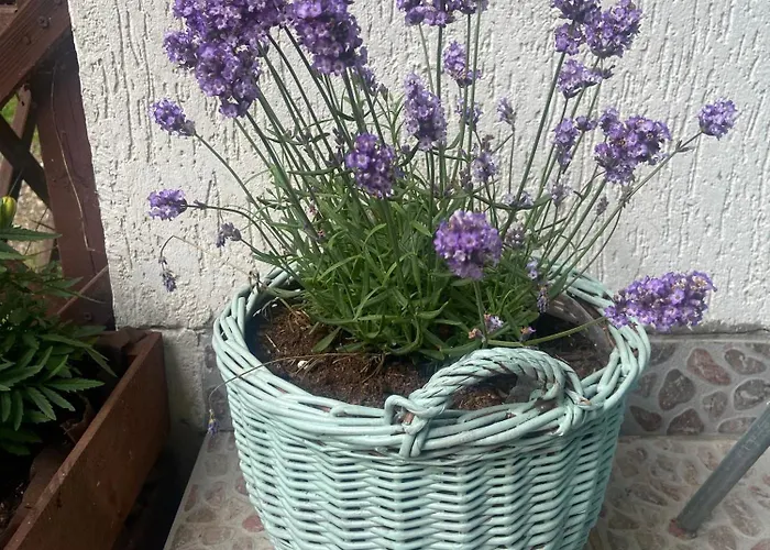 Mazurskidom Zapiecek *